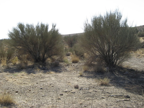 Prunus scoparia