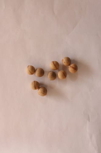 Prunus sellowii (Varoba) — photo