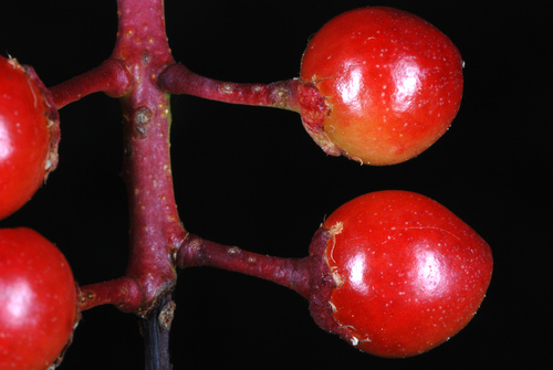 Prunus serotina var. eximia (Escarpment black cherry) — photo