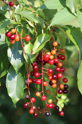 Prunus serotina var. virens — photo