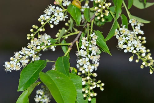 Prunus serotina var. virens