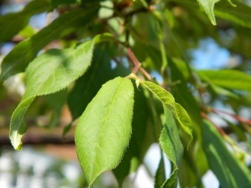 Prunus serrula (Birch bark cherry) — photo