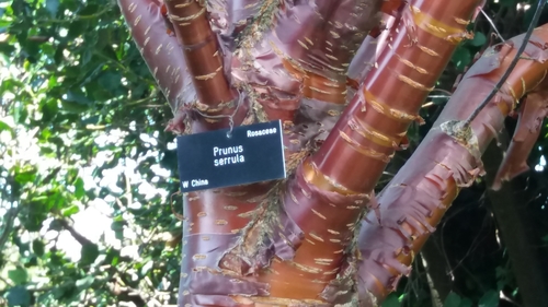Prunus serrula (Birch bark cherry) — photo