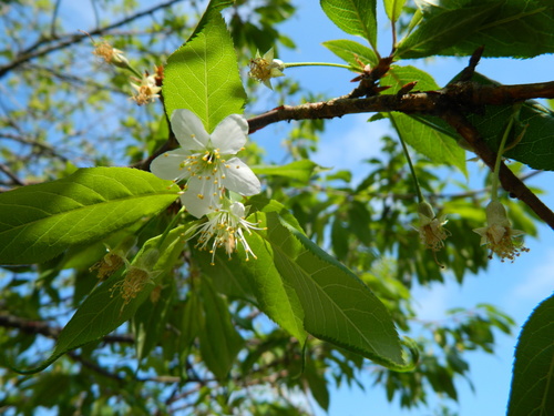 Prunus serrula