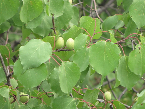 Prunus sibirica (Siberian apricot) — photo