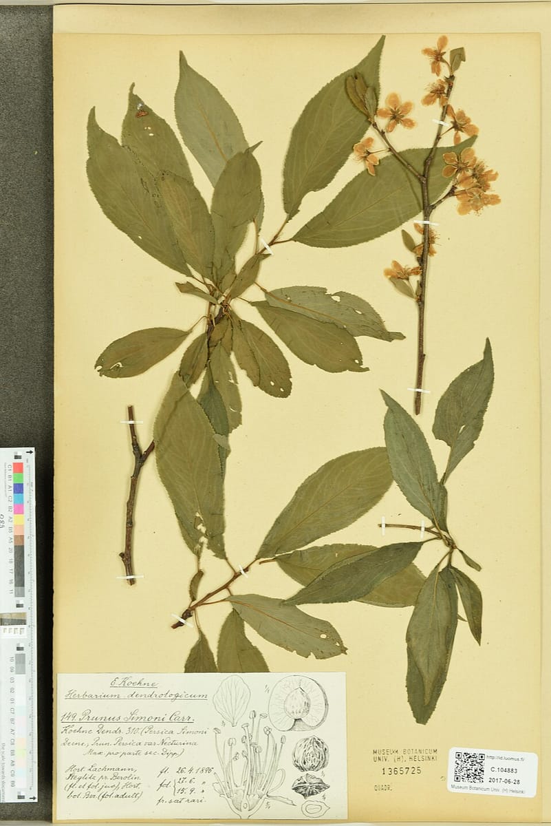Prunus simonii (Apricot plum) — photo