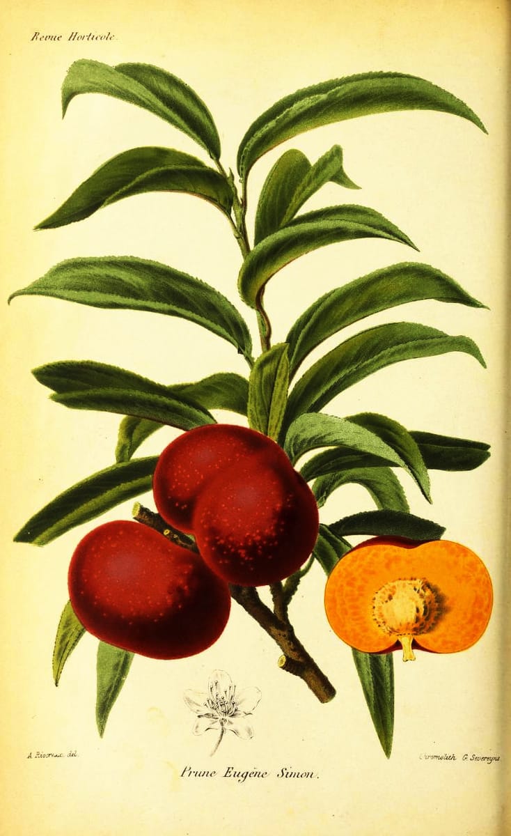 Prunus simonii (Apricot plum) — photo