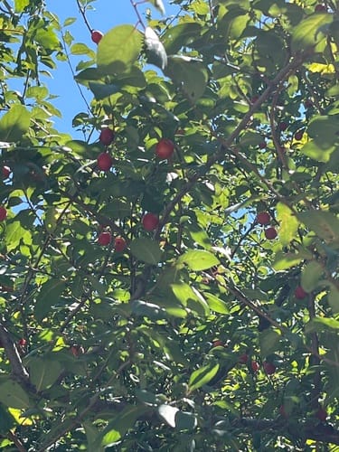 Prunus sogdiana — photo
