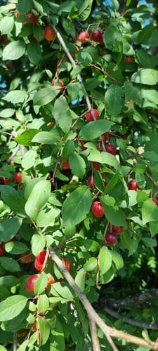 Prunus sogdiana — photo