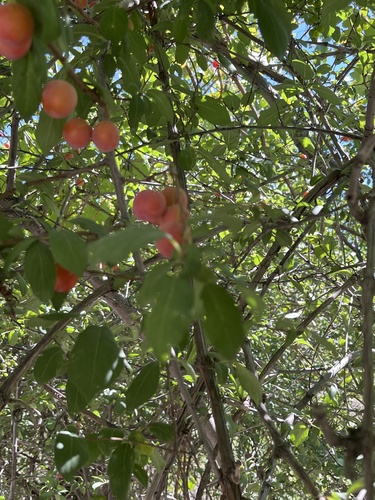 Prunus sogdiana