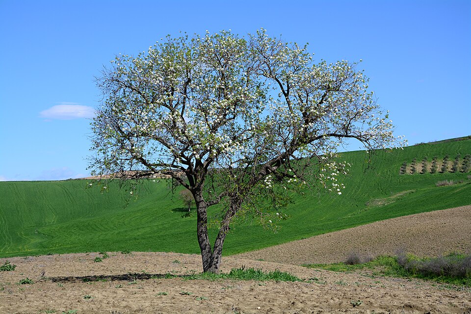 Prunus sp (Plum) — photo