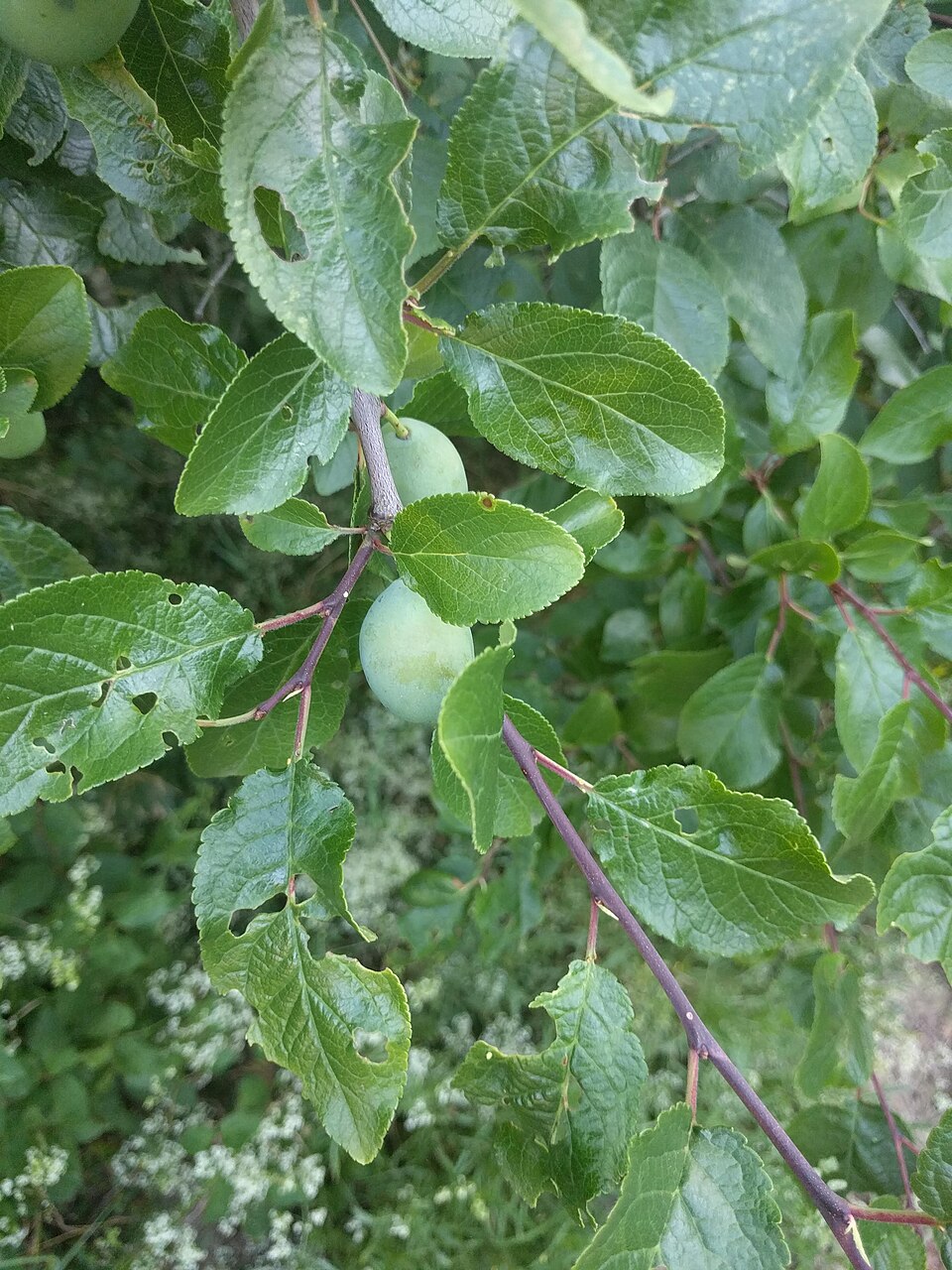 Prunus sp