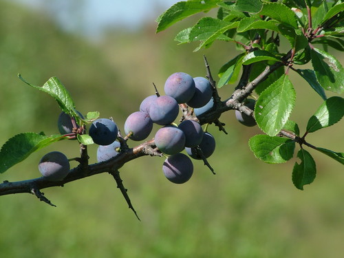 Prunus spinosa (Plum) — photo