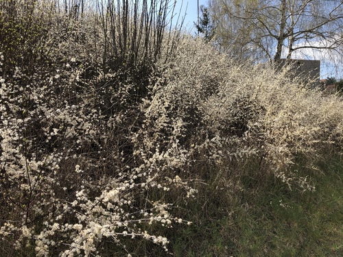 Prunus spinosa (Plum) — photo