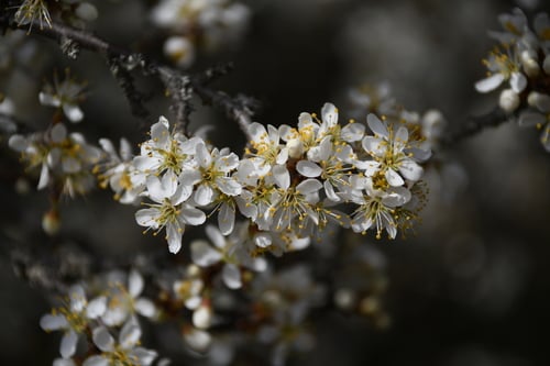 Prunus spinosa
