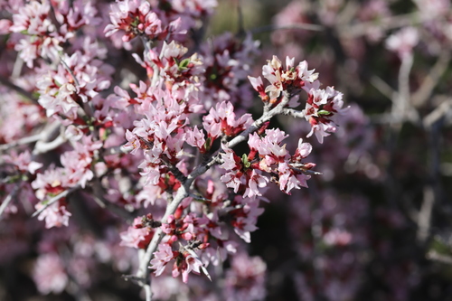 Prunus spinosissima (Thorny almond) — photo