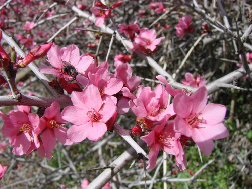 Prunus spinosissima (Thorny almond) — photo