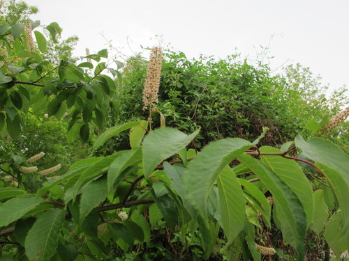 Prunus ssiori (Japanese bird cherry) — photo
