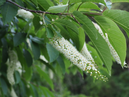 Prunus ssiori
