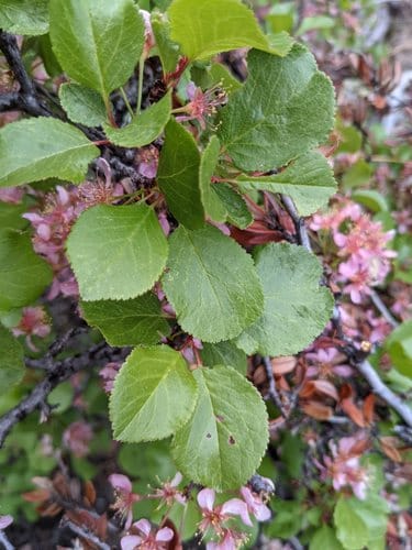 Prunus subcordata (Sierra cherry) — photo