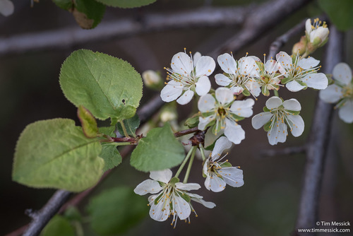 Prunus subcordata