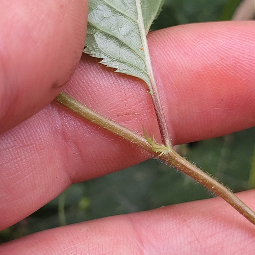 Prunus subhirtella (Rosebud cherry) — photo