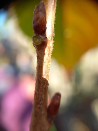 Prunus subhirtella