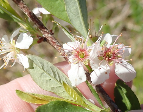 Prunus susquehanae (Appalachian sand plum) — photo