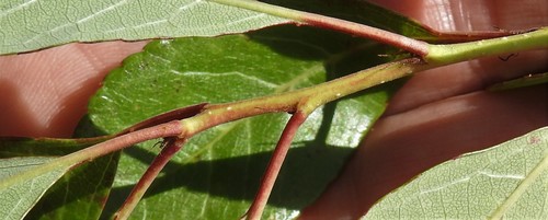 Prunus susquehanae (Appalachian sand plum) — photo