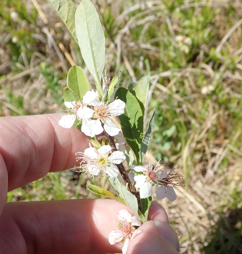 Prunus susquehanae