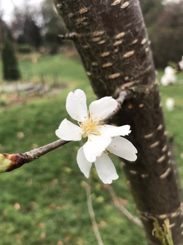 Prunus takesimensis — photo