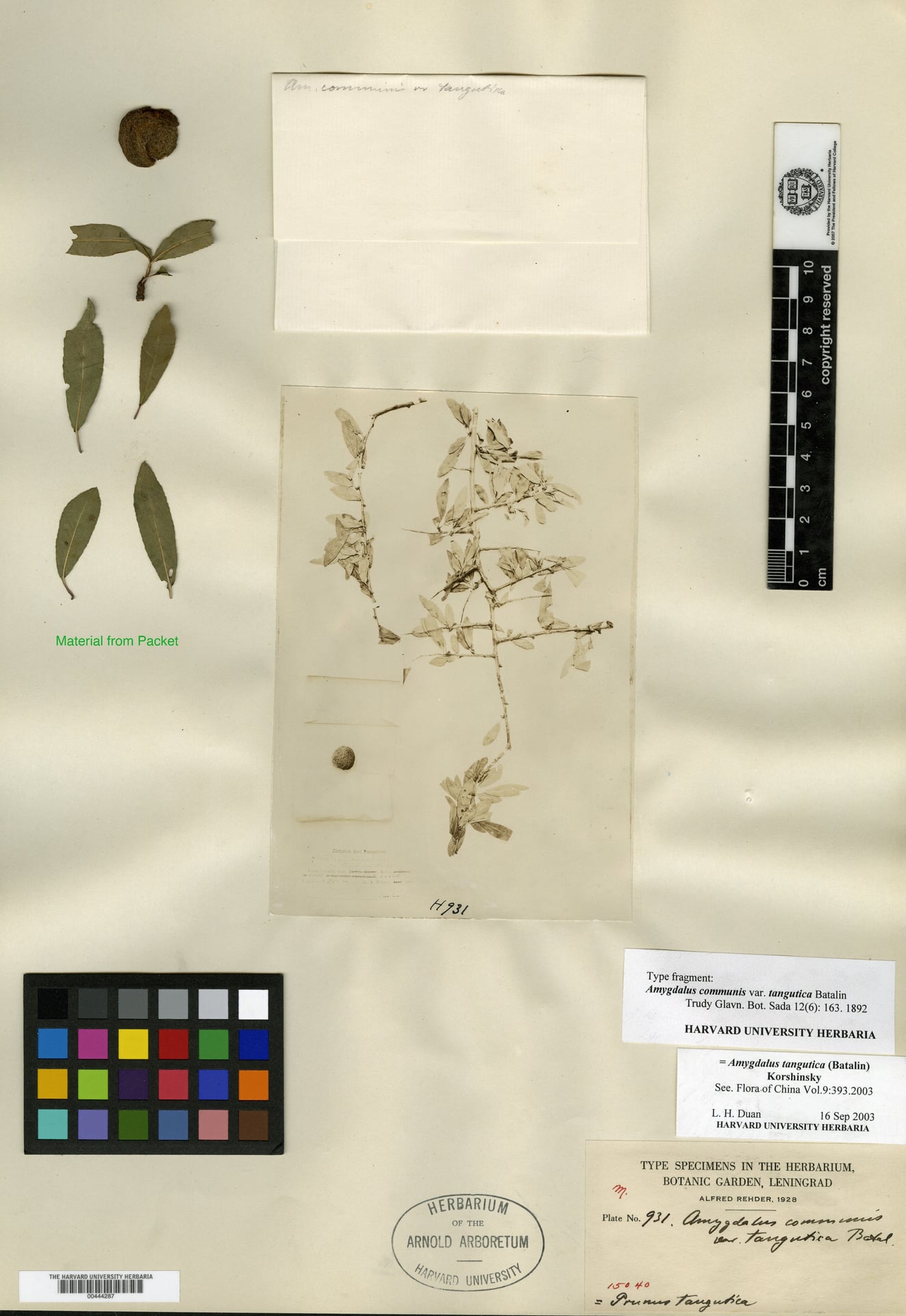 Prunus tangutica (Tangut plum) — photo