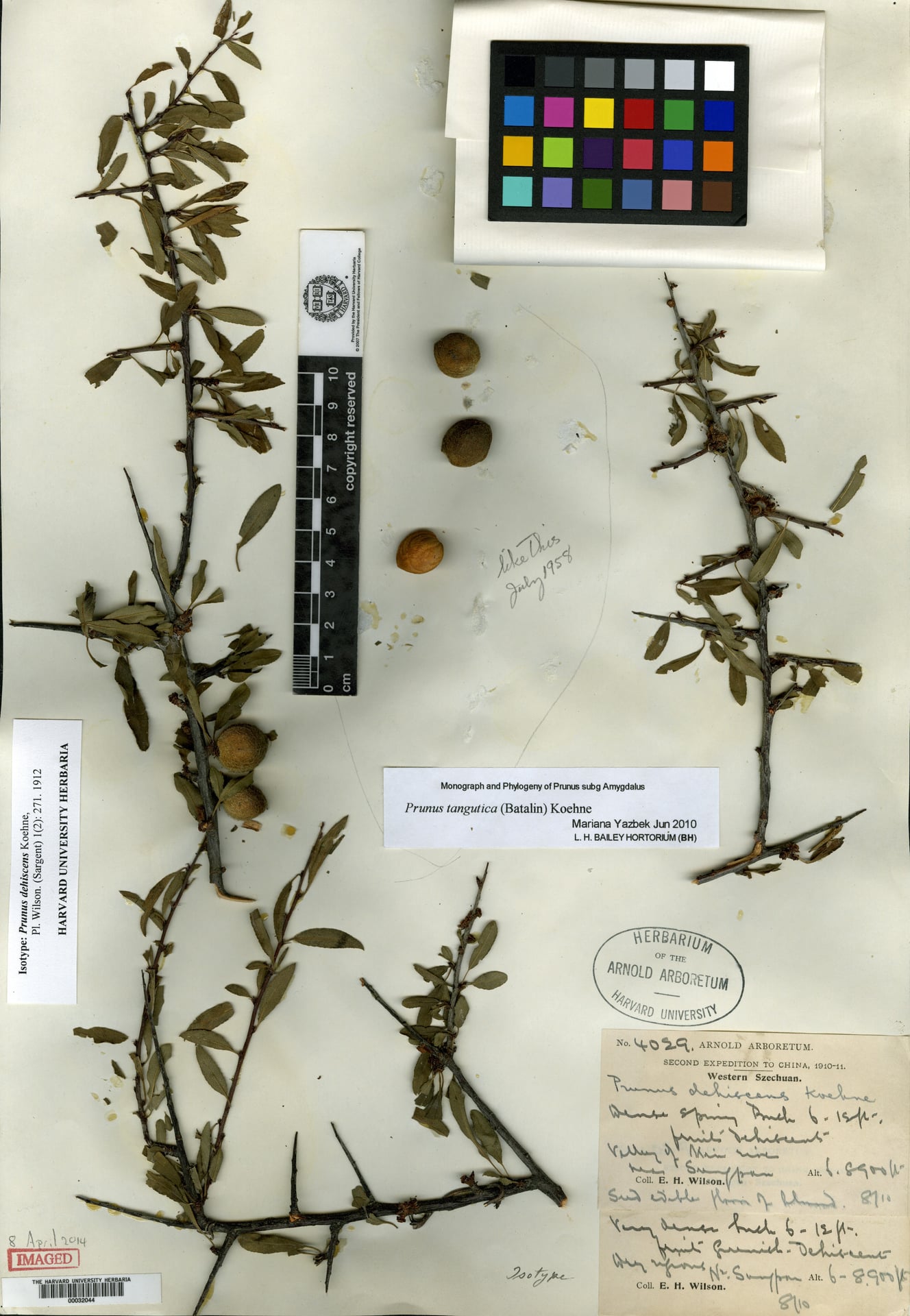 Prunus tangutica