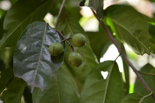 Prunus tetradenia — photo