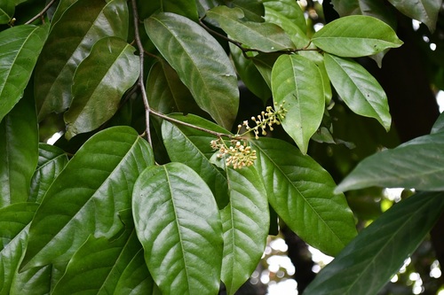 Prunus tetradenia