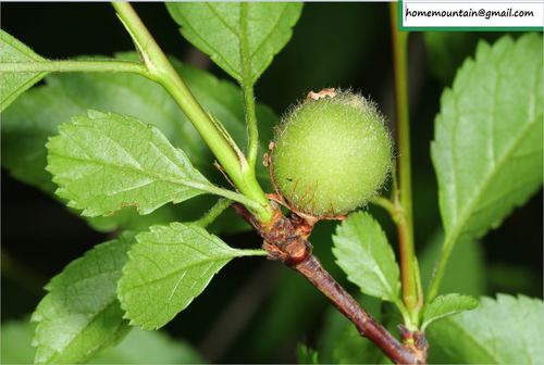 Prunus triloba var. simplex