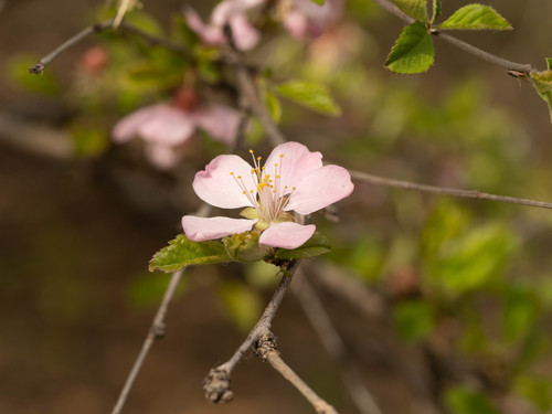 Prunus triloba var. simplex (Flowering almond) — photo