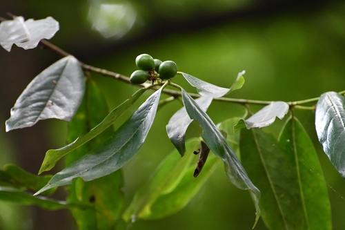 Prunus tuberculata — photo