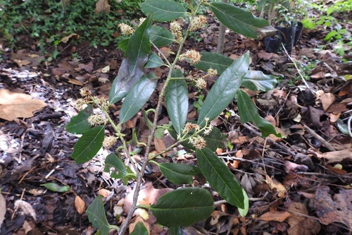 Prunus tuberculata — photo