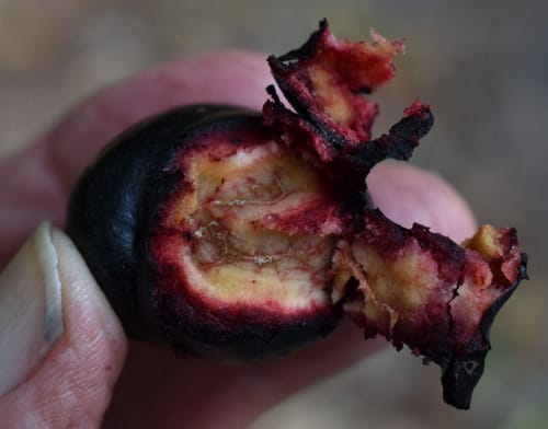 Prunus turneriana