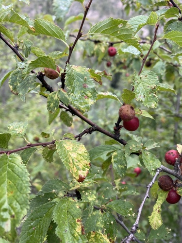 Prunus ulmifolia — photo