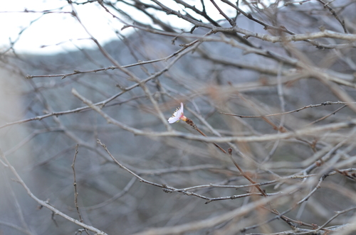 Prunus ulmifolia — photo