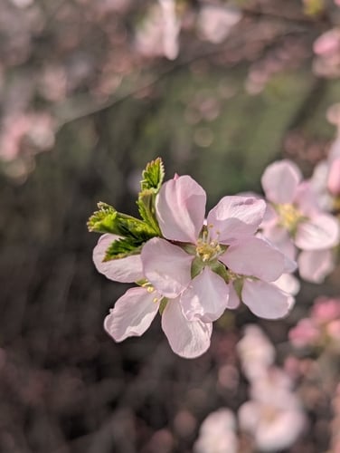Prunus ulmifolia
