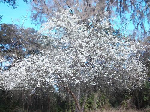 Prunus umbellata (Sloe cherry) — photo