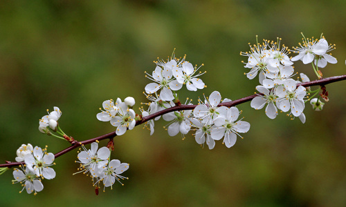 Prunus umbellata (Sloe cherry) — photo
