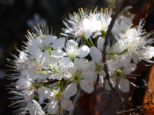 Prunus umbellata