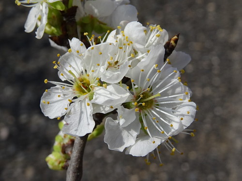 Prunus ursina (Bear plum) — photo