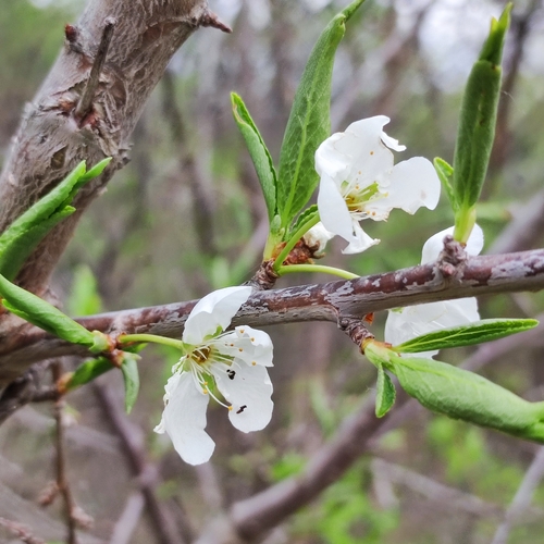 Prunus ussuriensis (Ussurian plum) — photo