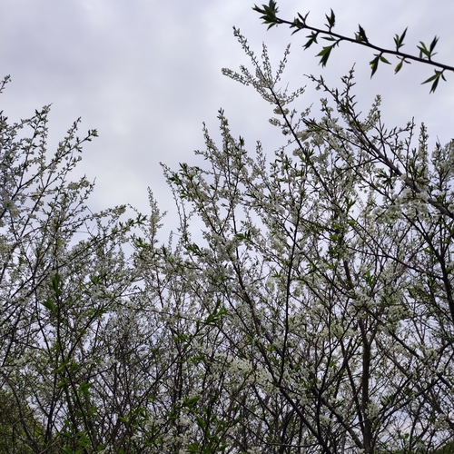 Prunus ussuriensis (Ussurian plum) — photo