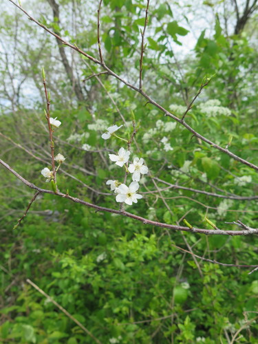 Prunus ussuriensis